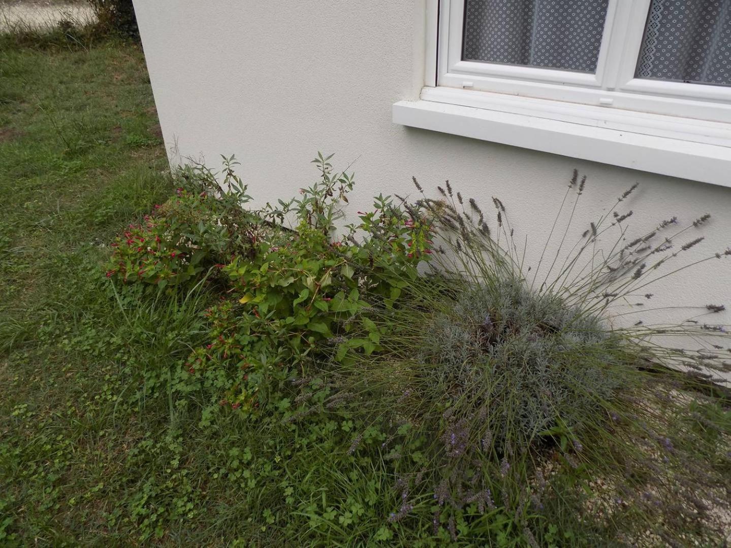 Meschers Sur Gironde - Agreable Maison Au Calme - Grand Jardin - Foret ภายนอก รูปภาพ